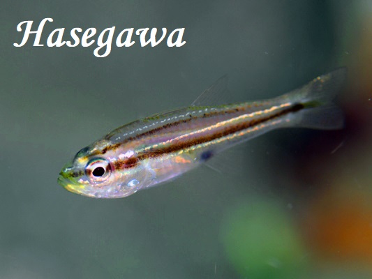 Bryx Cardinalfish Ostorhinchus bryx