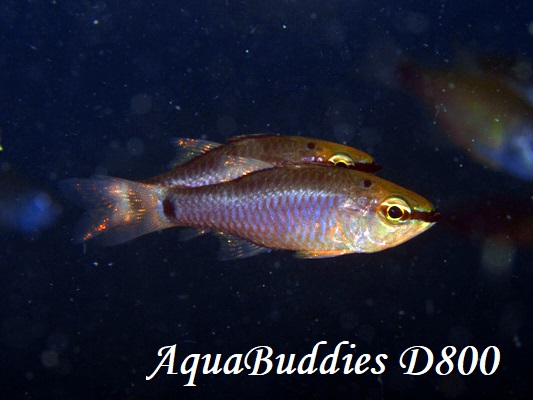 XWCV`1 False Ear-apot Cardinalfish Ostorhinchus jenkinsi