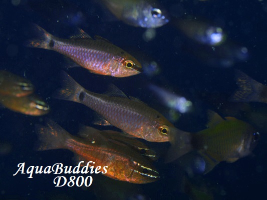 XWCV`1 False Ear-apot Cardinalfish Ostorhinchus jenkinsi