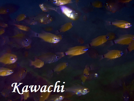 RSEeWN_C Flower Cardinalfish Ostorhinchus fleurieu