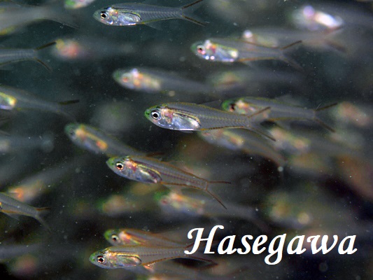 NXWXJVeWN_C Snout-spot Cardinalfish Verulux cypselurus