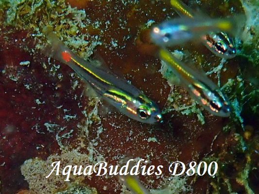 lIeWN_C RedSpot Cardinalfish Ostorhinchus parvulus