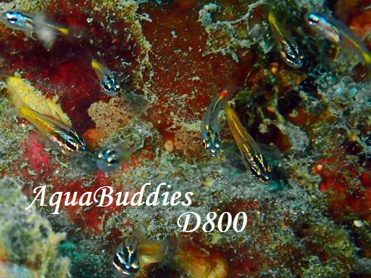 lIeWN_C RedSpot Cardinalfish Ostorhinchus parvulus