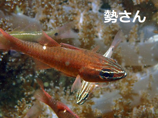 �Z�z�V�e���W�N�_�C Moluccan Cardinalfish Ostorhinchus moluccensis