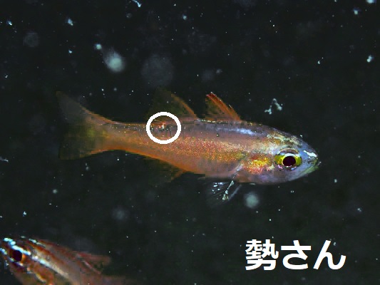 �Z�z�V�e���W�N�_�C Moluccan Cardinalfish Ostorhinchus moluccensis