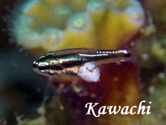 TUi~CV` SilverLined Cardinalfish Ostorhinchus hartzfeldii