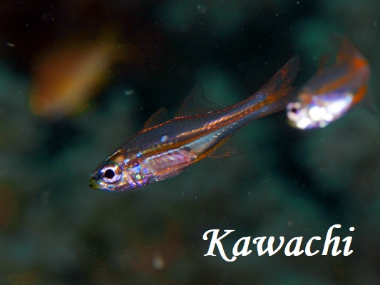 Tiny Cardinalfish Ostorhinchus nanus