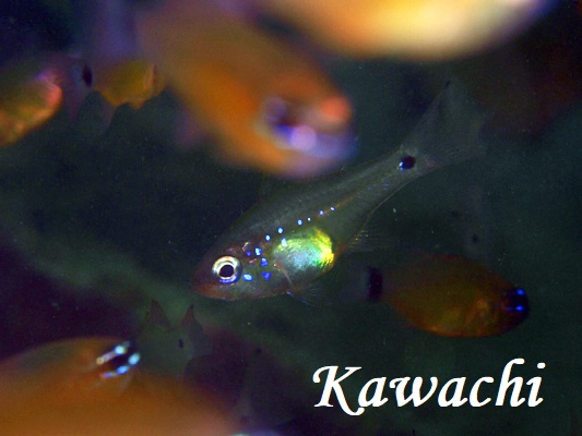 EXgeWN_C Fragile cardinalfish Zoramia viridiventer