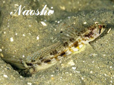 Brown-banded ShrimpGoby Ijn[̈