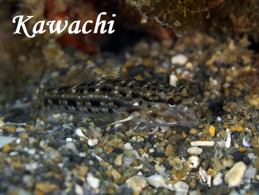 zVJUn[ Decorated Goby Istigobius decoratus