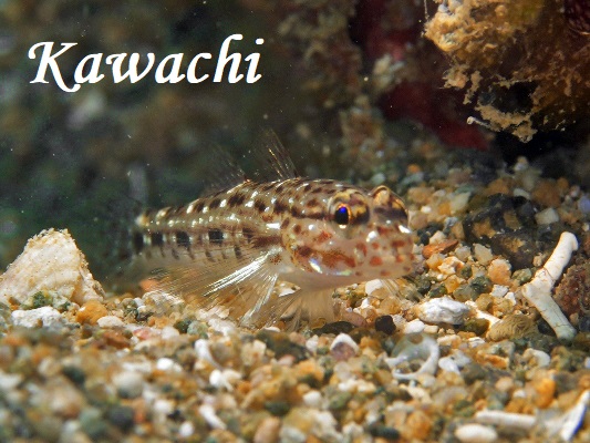 zVJUn[ Decorated Goby Istigobius decoratus