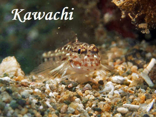 zVJUn[ Decorated Goby Istigobius decoratus