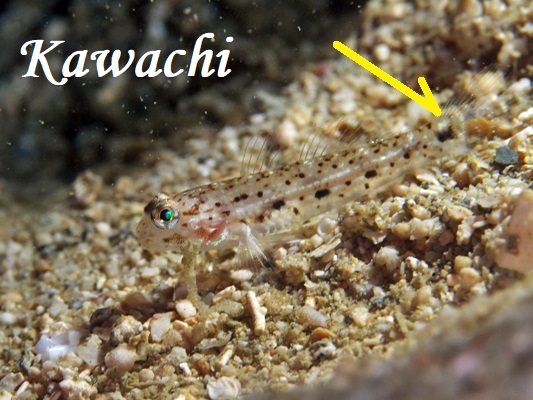 zVJUn[ Decorated Goby Istigobius decoratus