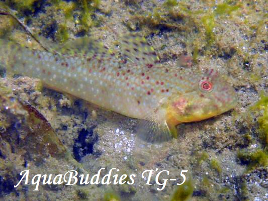 �C���R�n�[