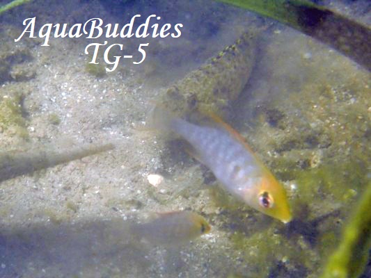 �C���R�n�[