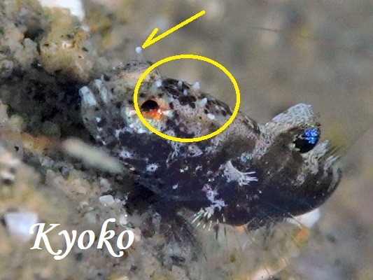 �V�}�J�X���n�[�@���F���@�[�W����