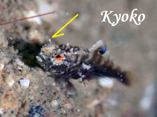 �ˋN��������J�X���n�[