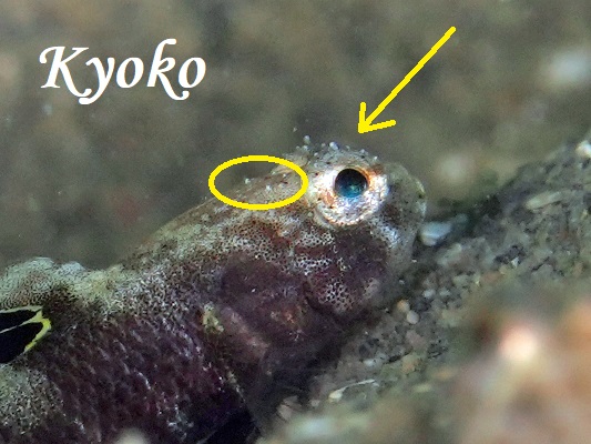 �ˋN��������J�X���n�[