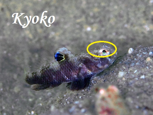 �ˋN��������J�X���n�[