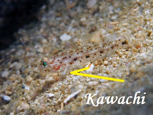 ILJUn[ Black-spotted Goby Istigobius nigroocellatus