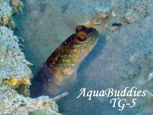 ���O�[���V�������v�S�r�[