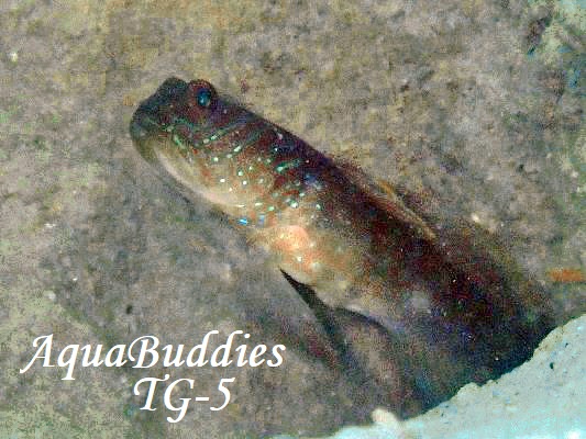 ���O�[���V�������v�S�r�[ Cryptocentrus cyanotaenia