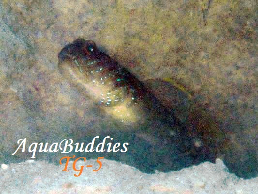 ���O�[���V�������v�S�r�[ Cryptocentrus cyanotaenia