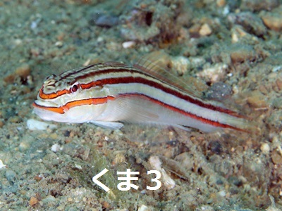 Nocturn Goby