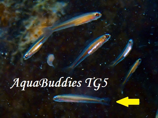 �T�c�L�n�[����1��