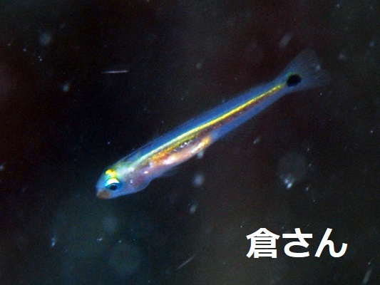 �T�c�L�n�[����1��