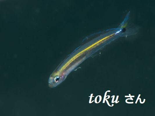 �T�c�L�n�[����1��