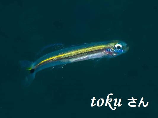 �T�c�L�n�[����1��