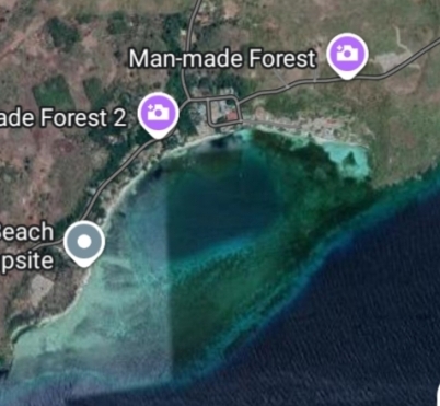 ���O�[���V�������v�S�r�[ Cryptocentrus cyanotaenia