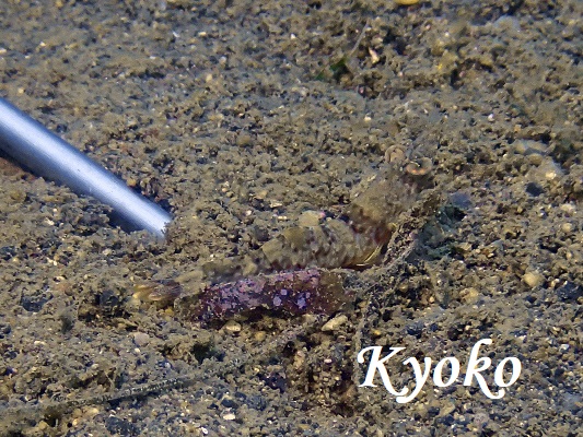 AJGr1 Metapenaeopsis commensalis