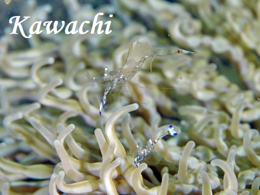 Hoithuisi's Shrimp