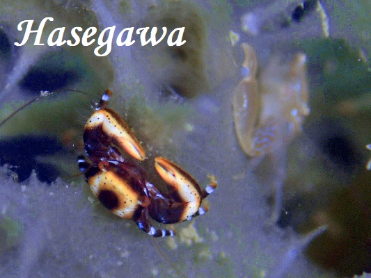 Blue-Lined Porcelain Crab