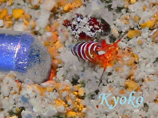 �J�U�������T�L�G�r