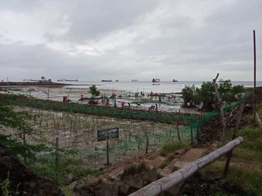 第1回リロアンマングローブ入植プロジェクト