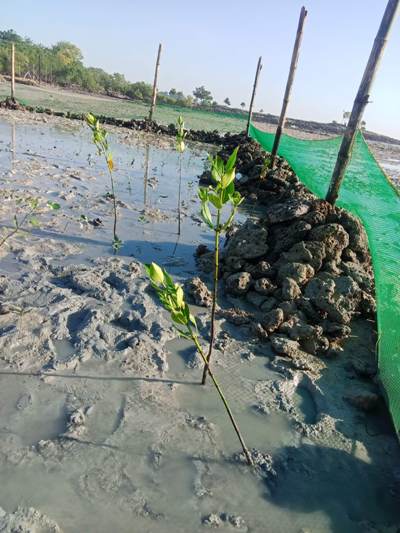 第1回リロアンマングローブ入植プロジェクト