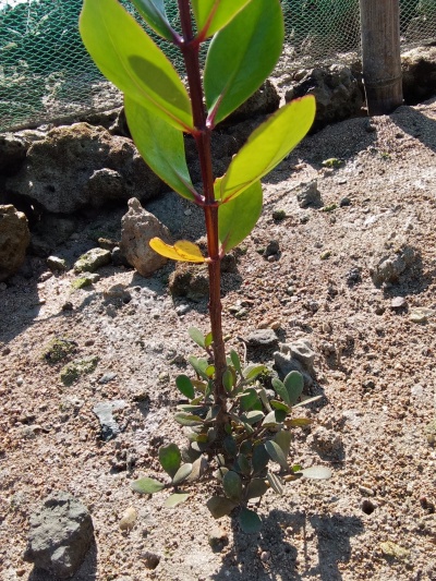 第1回リロアンマングローブ入植プロジェクト