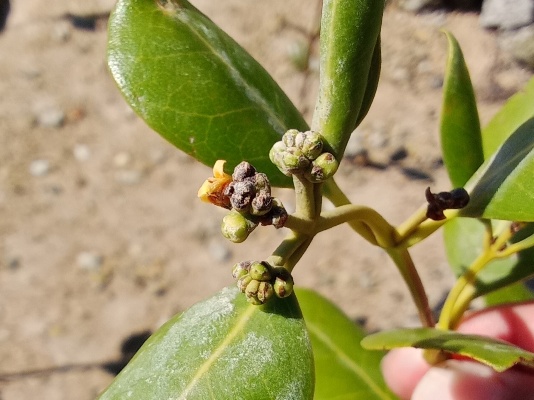 第1回リロアンマングローブ入植プロジェクト