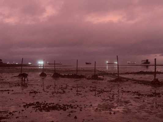 第1回リロアンマングローブ入植プロジェクト