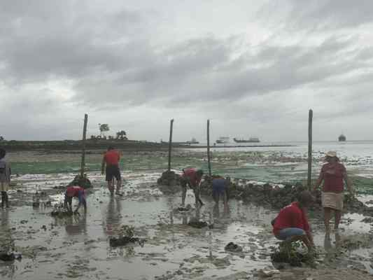 第1回リロアンマングローブ入植プロジェクト