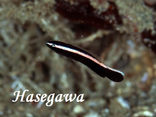 ホンソメワケベラの幼魚