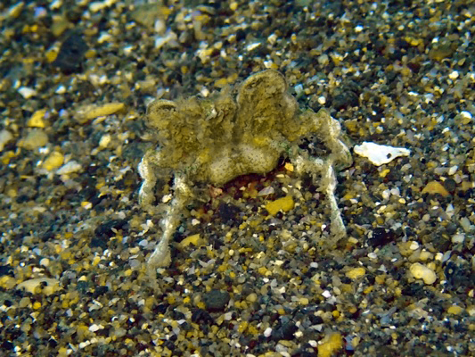 コノハガニの親戚(笑) Halimeda Algae Crab