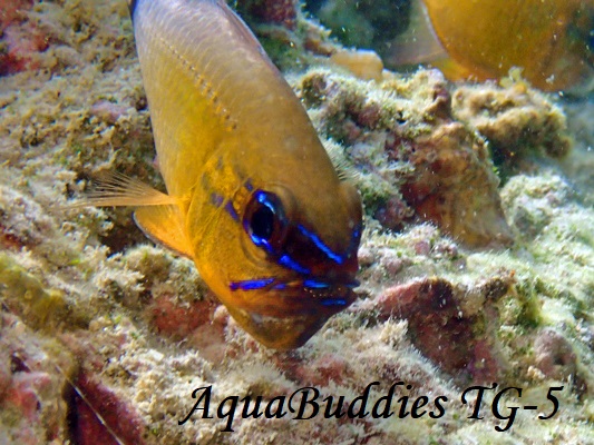 AIXWeWN_C Ringtailed Cardinalfish Ostorhinchus aureus