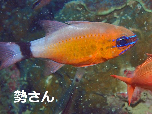 �A�I�X�W�e���W�N�_�C Ringtailed Cardinalfish Ostorhinchus aureus