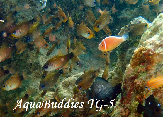 AgqLeWN_C Dusky-tailed Cardinalfish Taeniamia macroptera