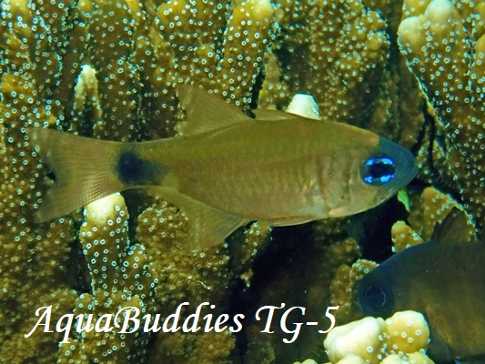 �A�g�q�L�e���W�N�_�C�_�}�V Taeniamia fucata Painted Cardinalfish