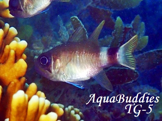 o_CV` Banda Cardinalfish Nectamia bandanensis